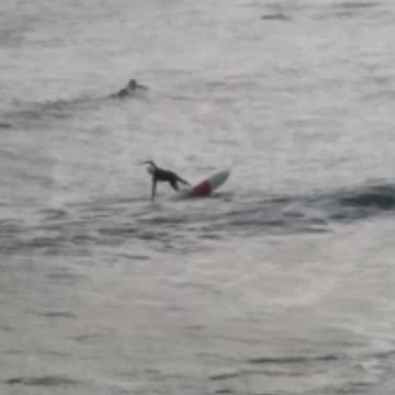 Surfers on a hydrofoil board