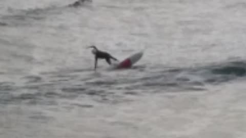 Surfers on a hydrofoil board