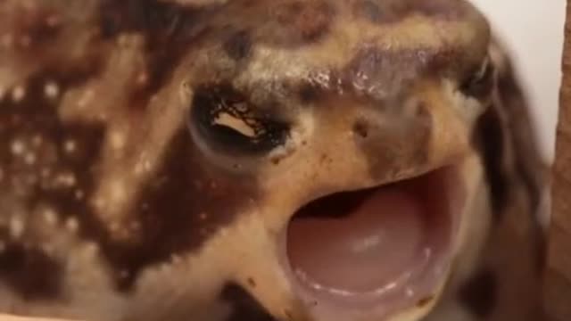 yawning frog