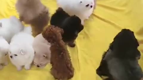 #Funniest Animals Real 😹 - Best Of The 2020 #Funny Animals Videos - Try Not To Laugh #comedy #shorts