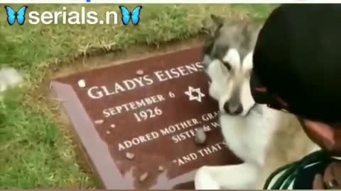 mourn the death of the owner