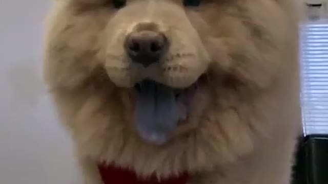 Dogs funny videos