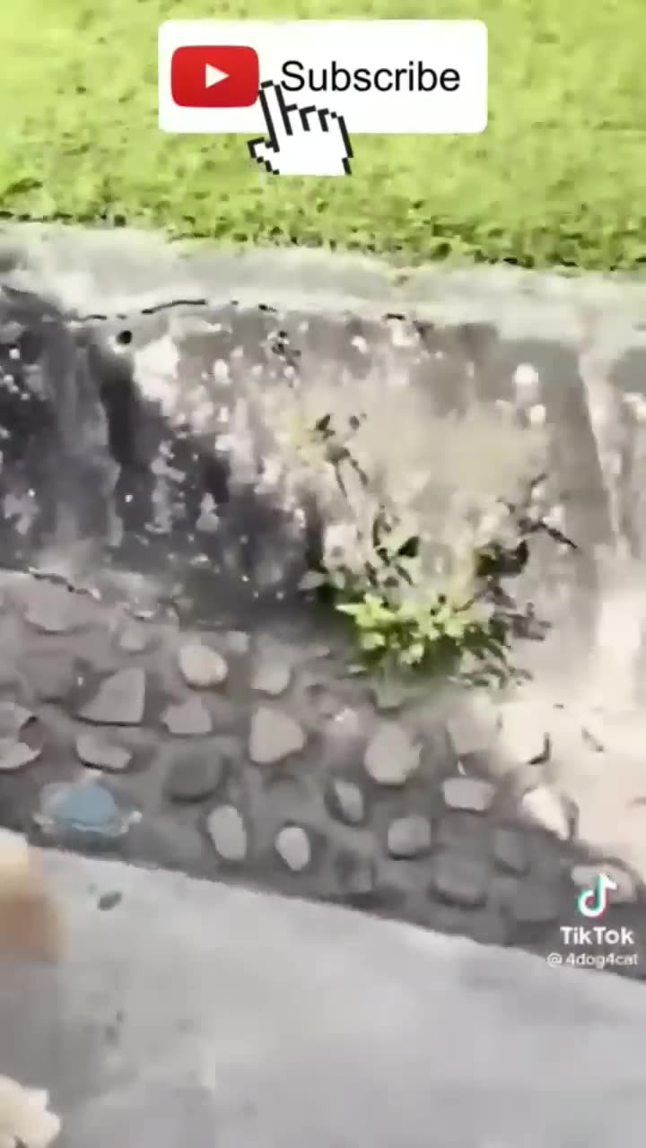 Cute And Funny Animal Videoёяшв Funniest Viral Puppy Cat Clips