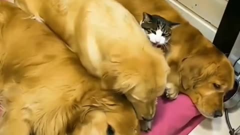 Wtf 🤯🤯 my pet ate all cars🤣🤣