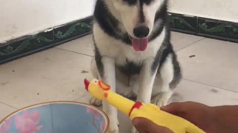 Stupid Husky