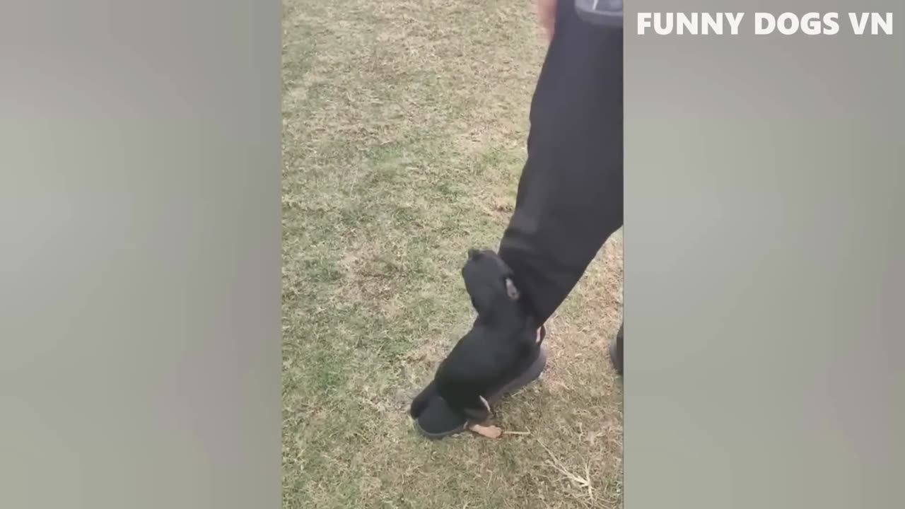Funniest Animals Video Funny Dogs And Cats