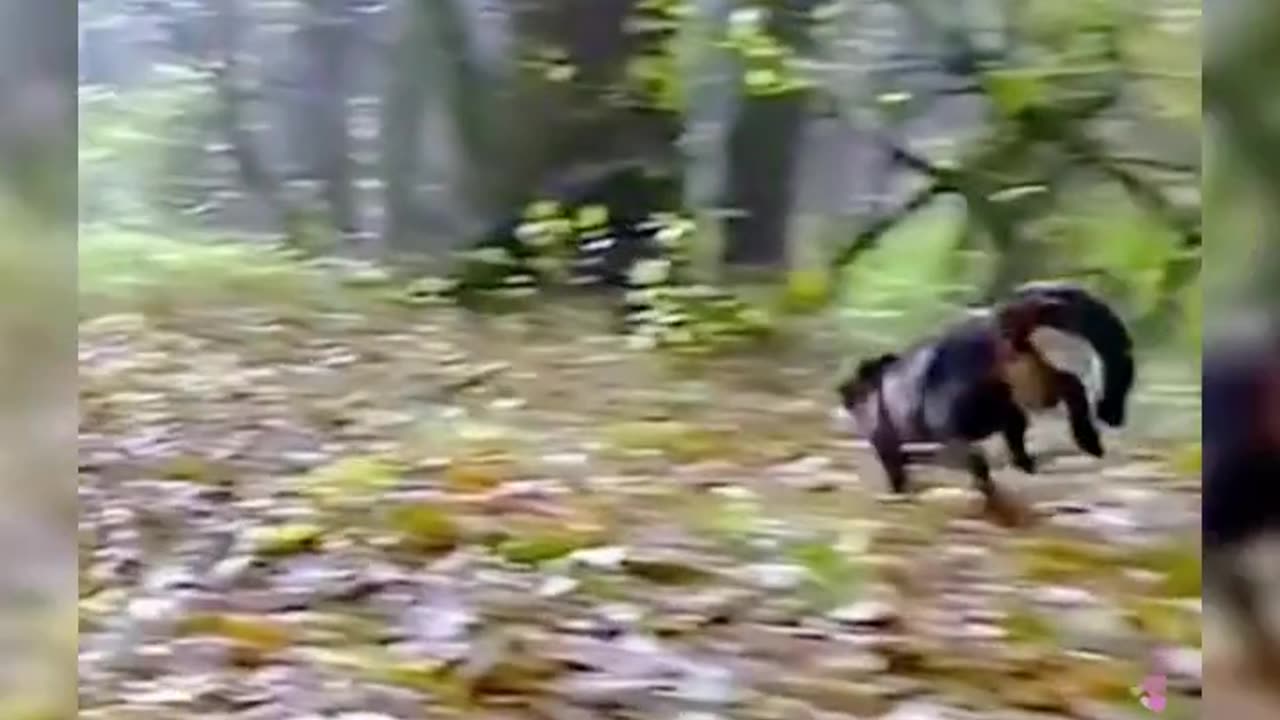 Funny cats and dogs funniest moments