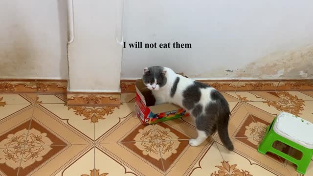 Funny two cats Oh my God too cute