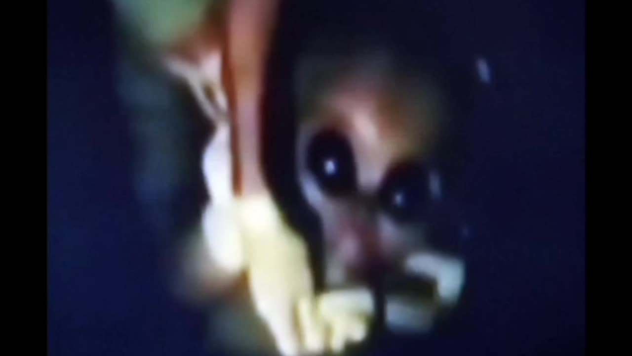 DEEP STATE CREATURE 👽