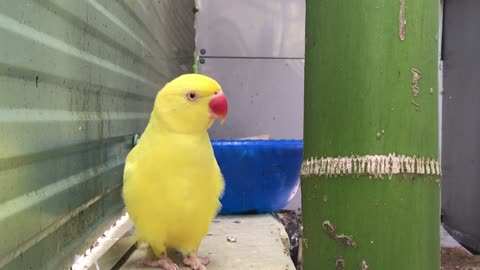 Is this cute parrot suffering from loneliness?😢