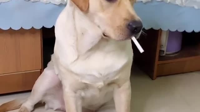Dog drink captain #shorts