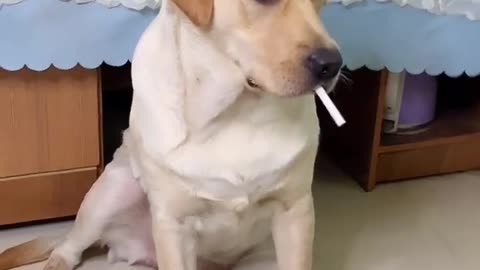 Dog drink captain #shorts