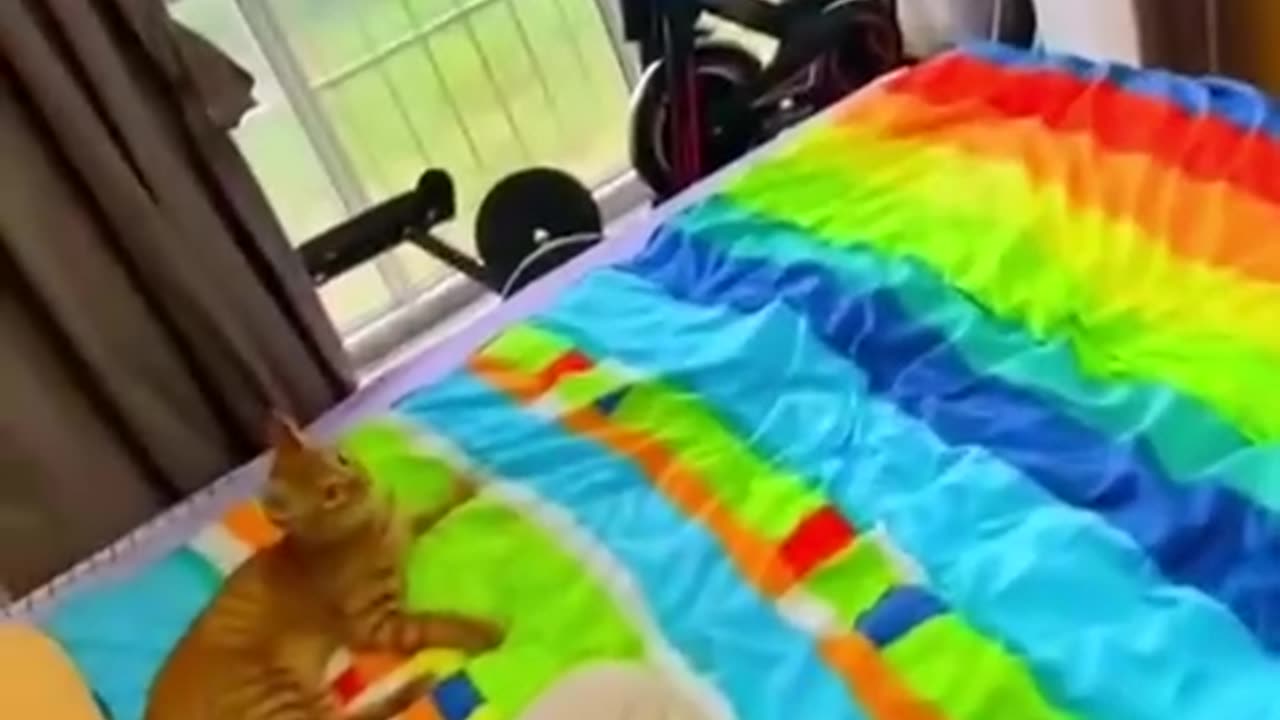 IZAK CAN TRAIN HIS CAT TO DO THIS!