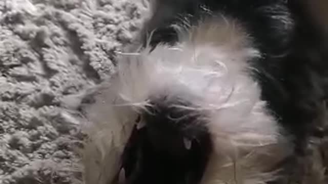 Funny dog is irritated