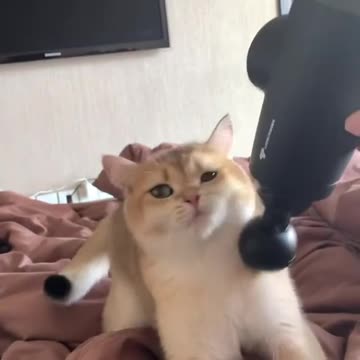 Funny cat videooo