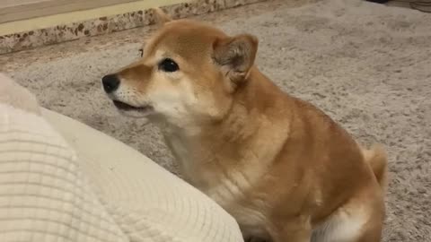 Speaking Shiba