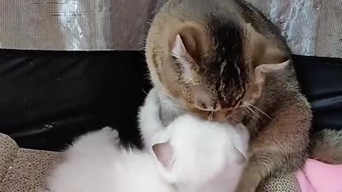 Cute Cats