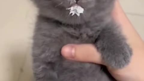 Funny Cats 🤣🤣🤣