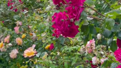 The colourful rose garden