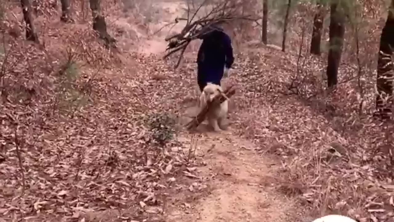 So smart and funny dog