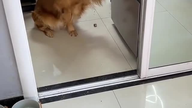 middleware is represented by Weblogic and IBM's