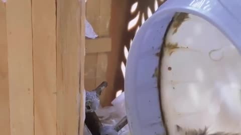 Clapping hamsters are very cute