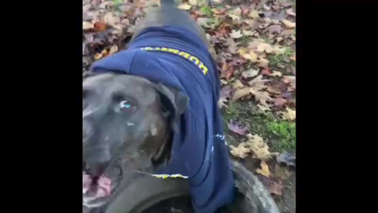 Junior in his sweater and of course Tires!!!