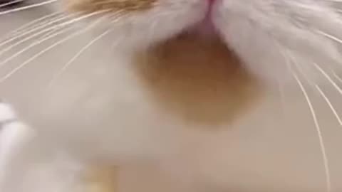 Beautiful cat 🐈 trending video