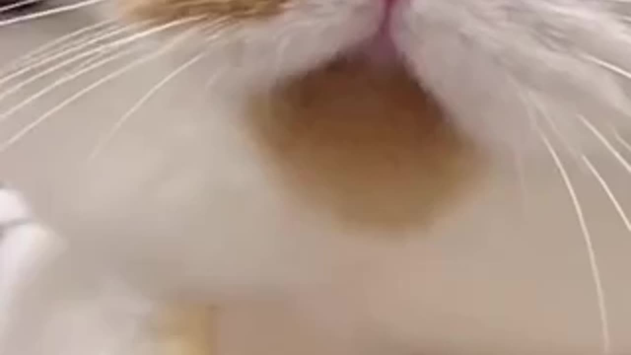 Beautiful cat 🐈 trending video