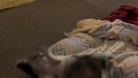 Piggy Runs in for Daily Roll