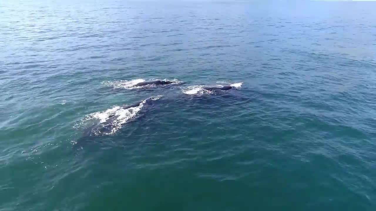 If you scared from 🦈 sharks then don't watch this video