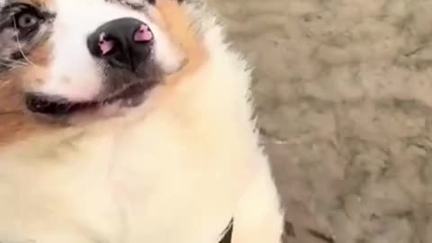 The Joy of Dogs: Smiling in the Wind