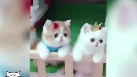 Cute cats look back and forth