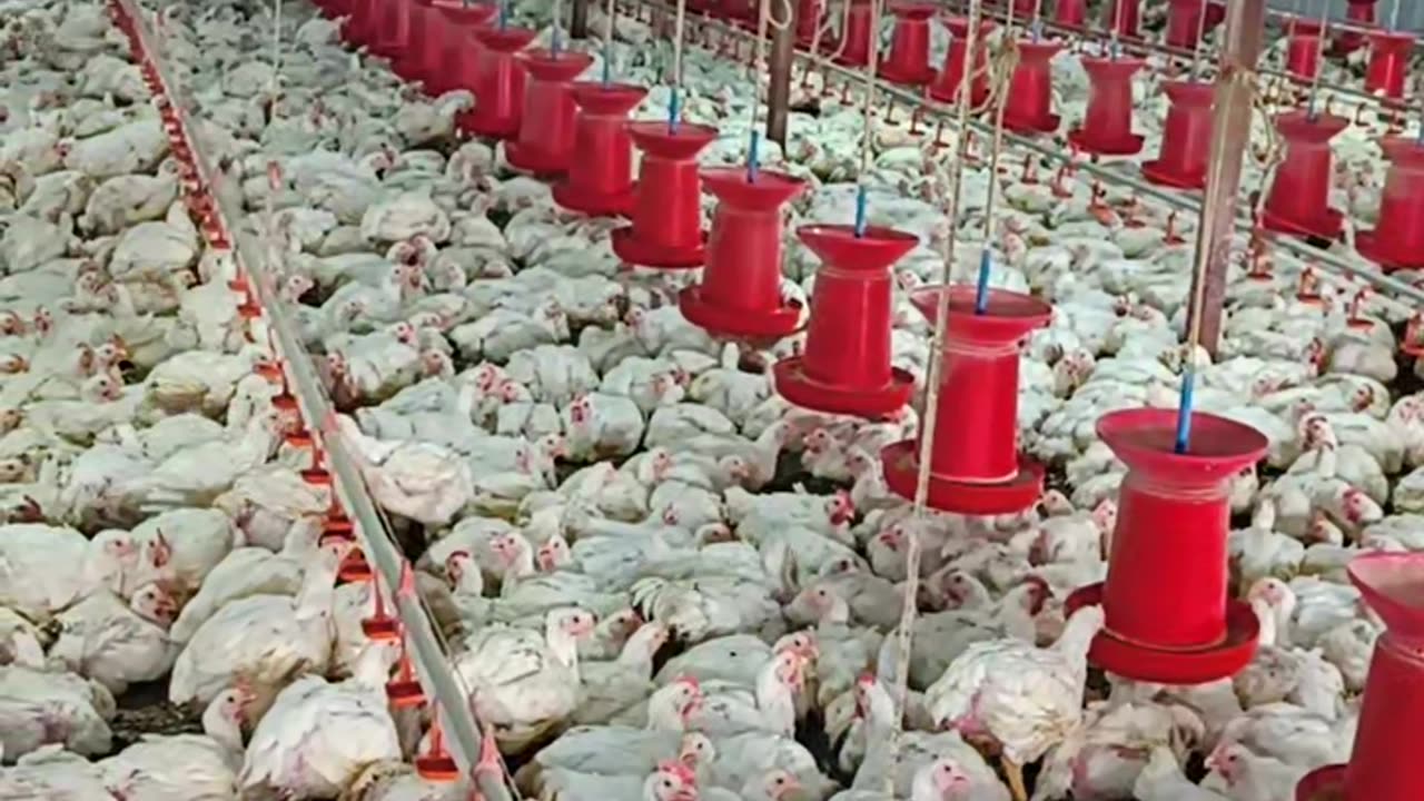 EC poultry farming