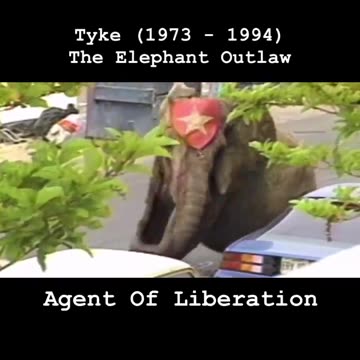 Creazione vittima del PECCATO dell'uomo