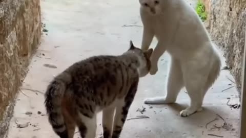 Cat love cat