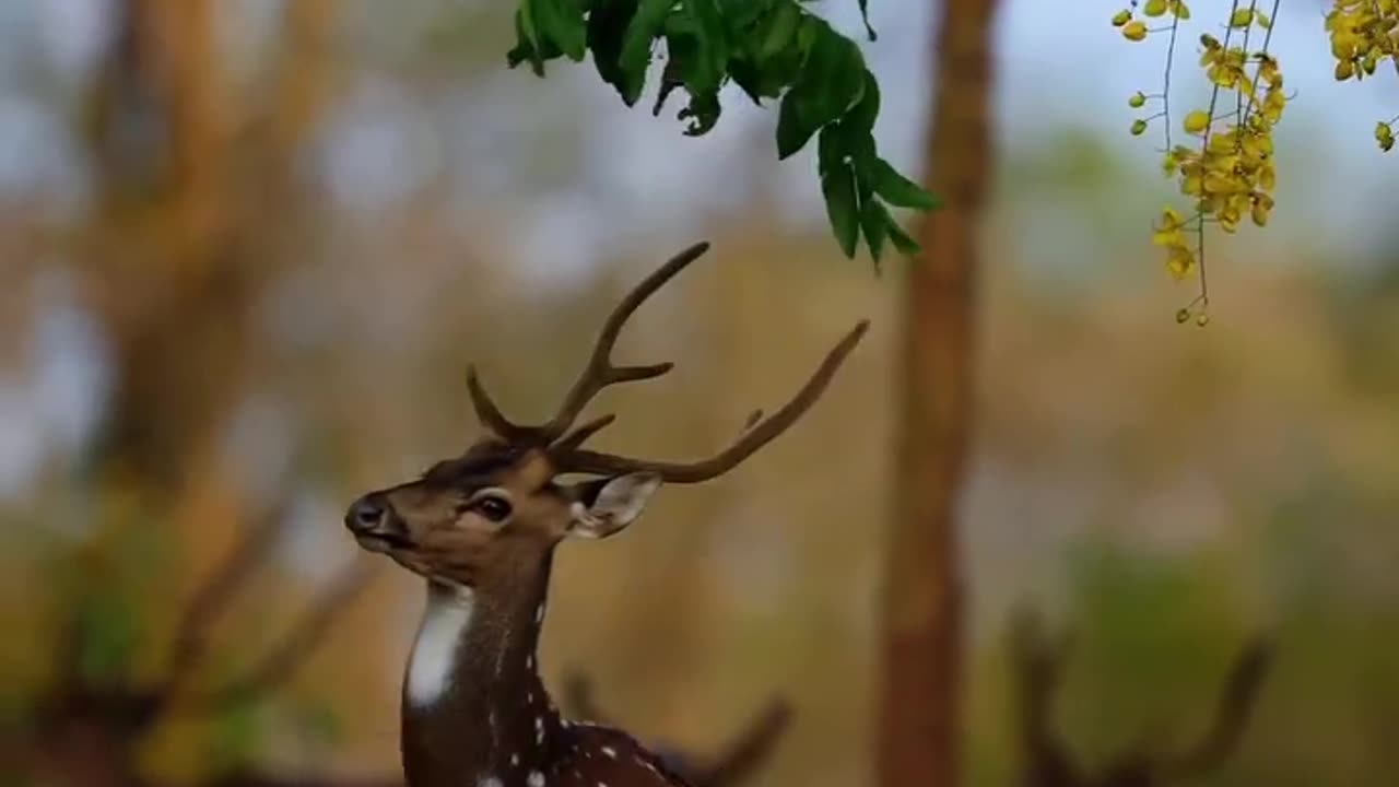 Deer taking leaves from tree.