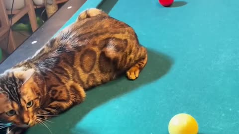 Bengal Cat Pool Referee from