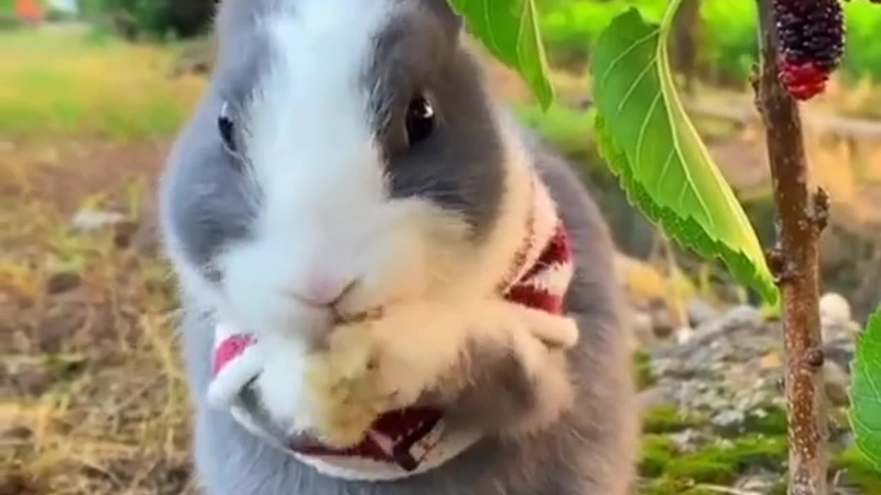 A Cute little 🐇Rabbit | A New Contenr