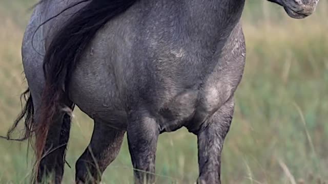 The horse