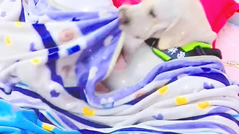 smart dog