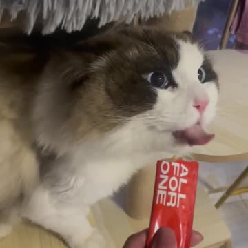 Funny animal videos |try not to laugh| |Cat making funny noise when eating|