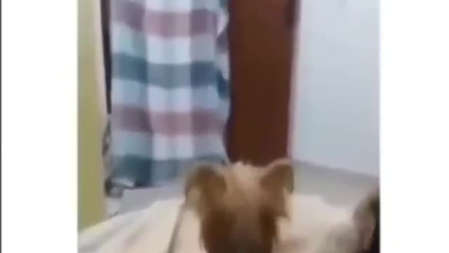 Funny cute dog video 😂 😂😂