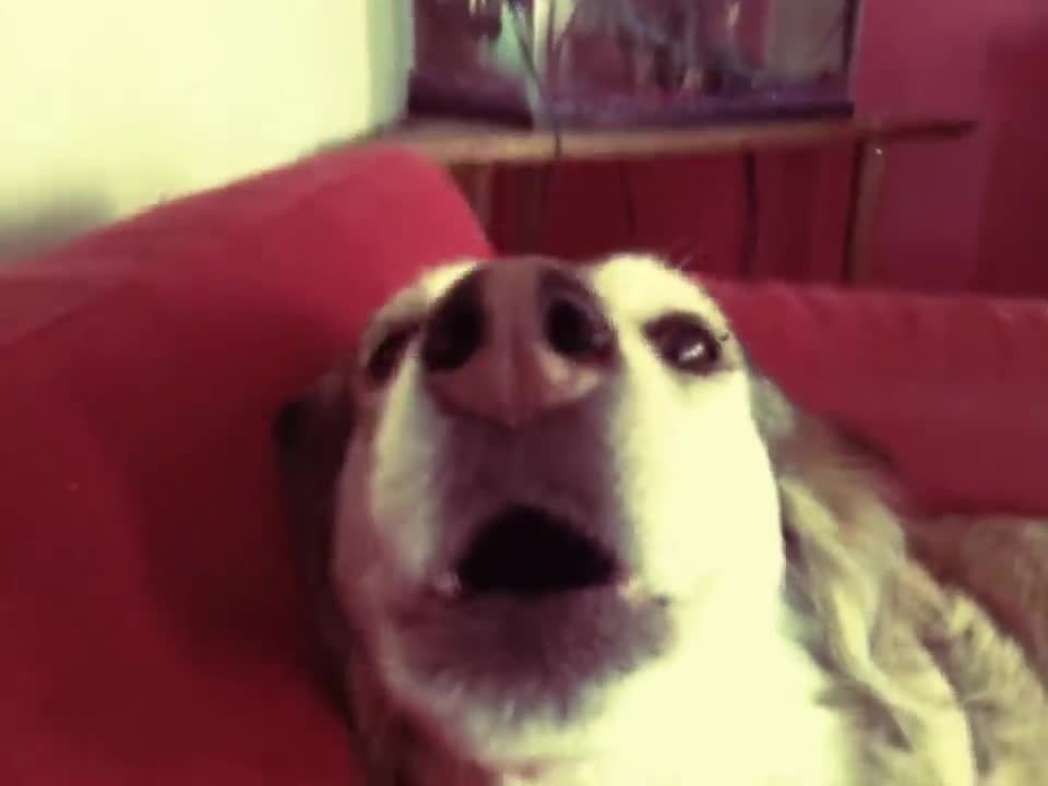 autotune doggo