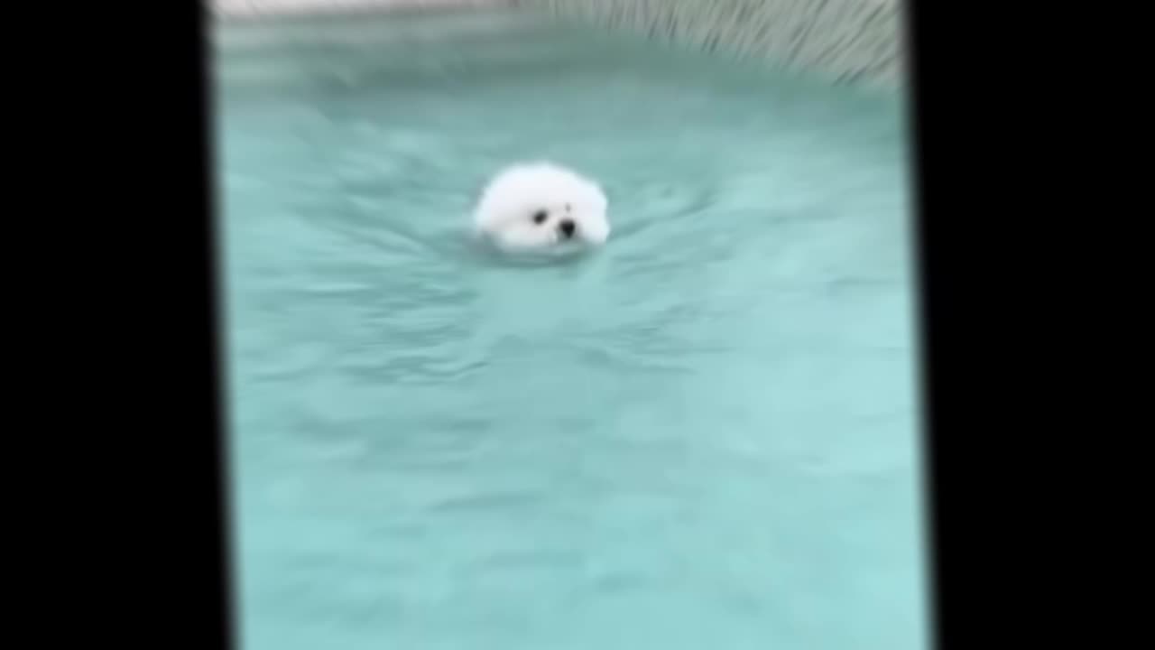 Cute animals swimming 🥽😍😍