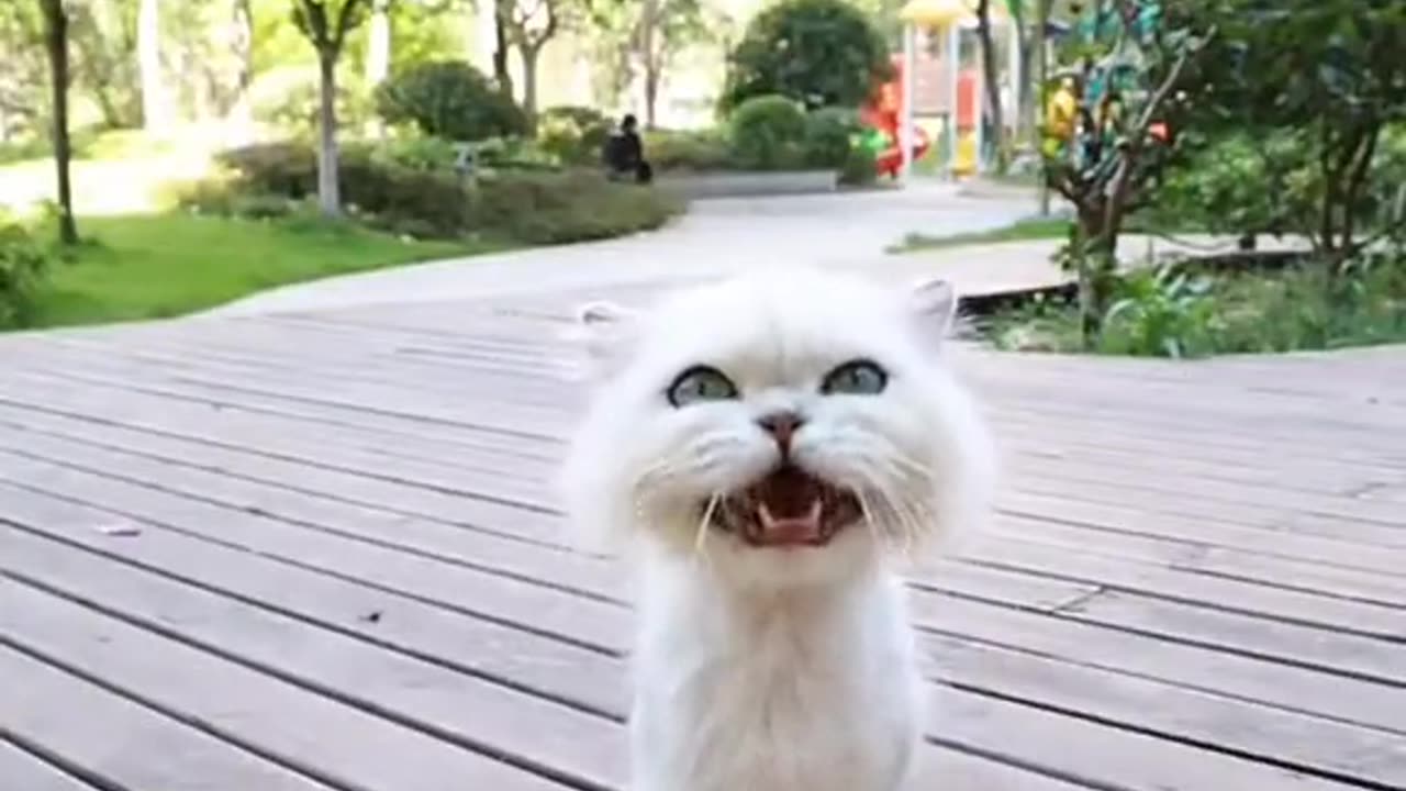 Funny cats video 😂 #funny # funnycat