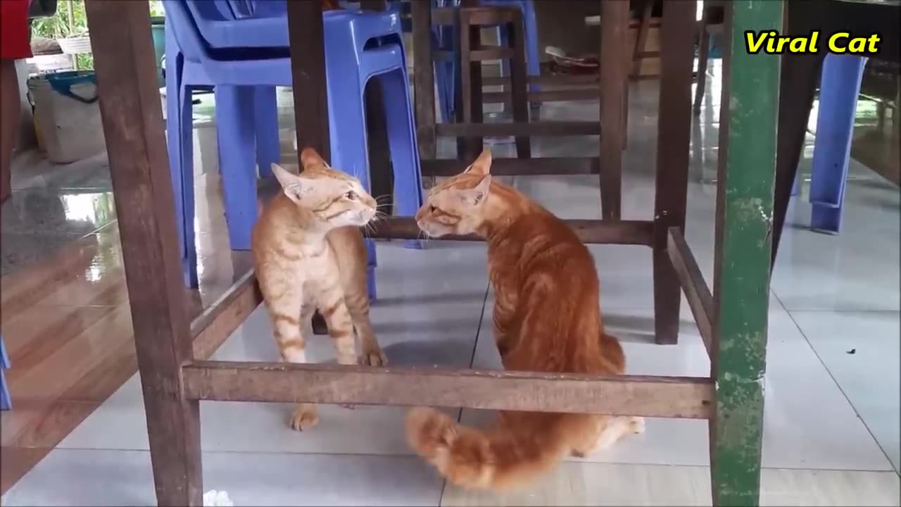 Cats Fighting And meowing