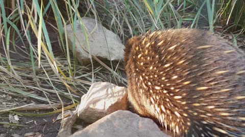 Discovering the Short-beaked Echidna: Nature's Quirky Marvel