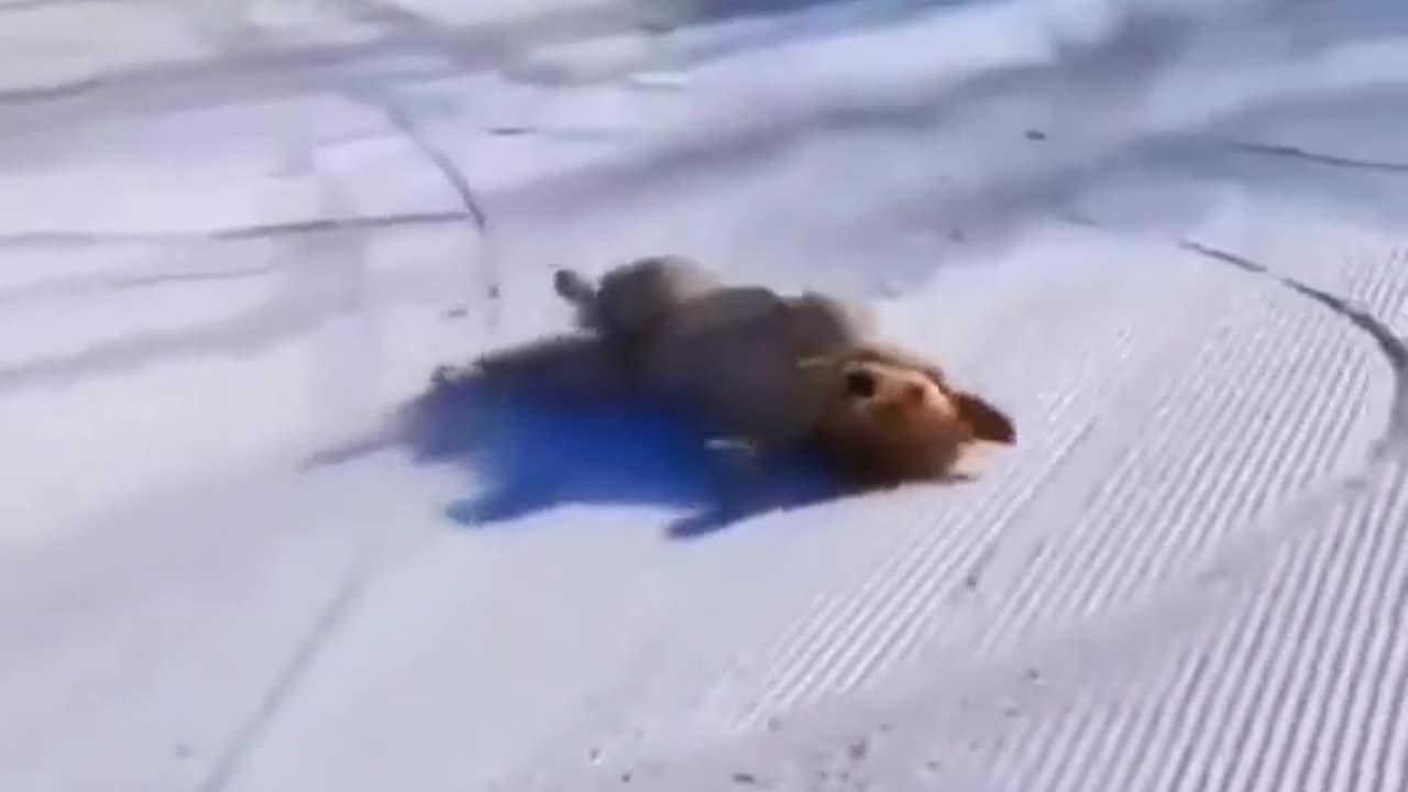 Funny fast animals 😂😂😜