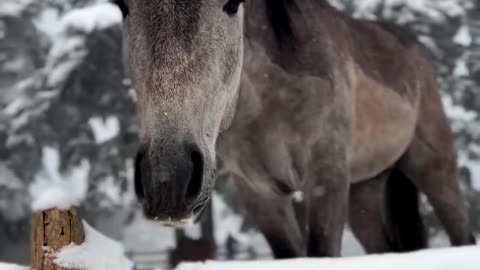 cheval qui marche sur la neige